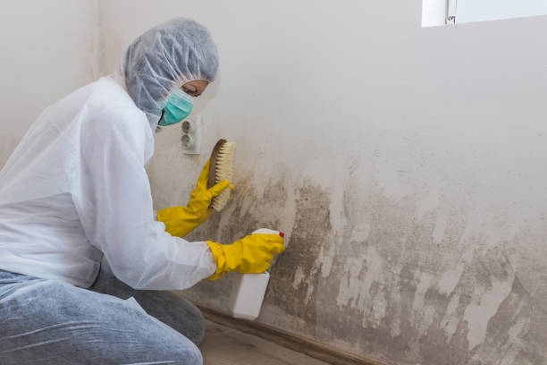 Best Certified Mold Removal  in Pearsall, TX