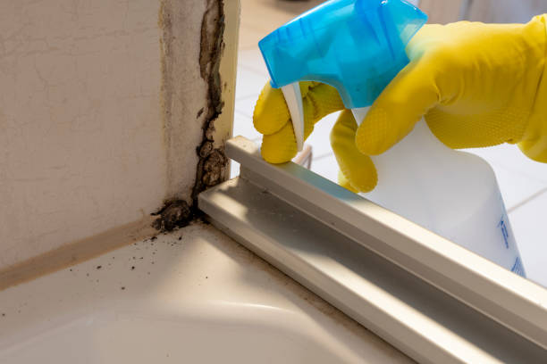 Best Mold Inspection  in Pearsall, TX