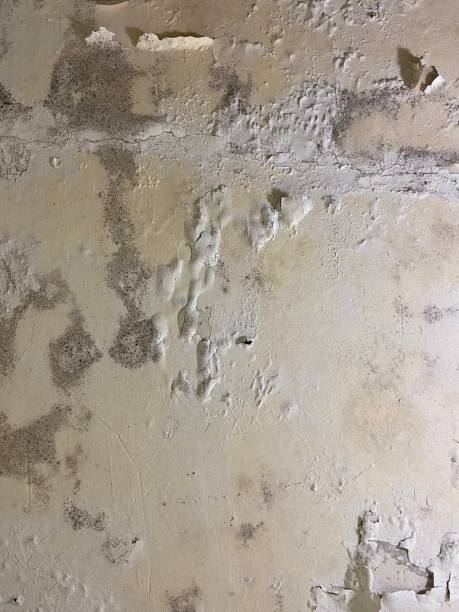 Best Mold Damage Repair  in Pearsall, TX