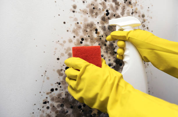 Best Commercial Mold Removal  in Pearsall, TX