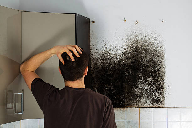 Best Mold Removal Near Me  in Pearsall, TX